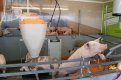 schwein-oben
