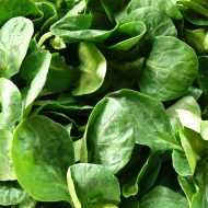Feldsalat