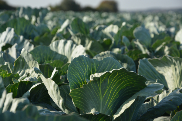 Kohl---Sabine Weiß